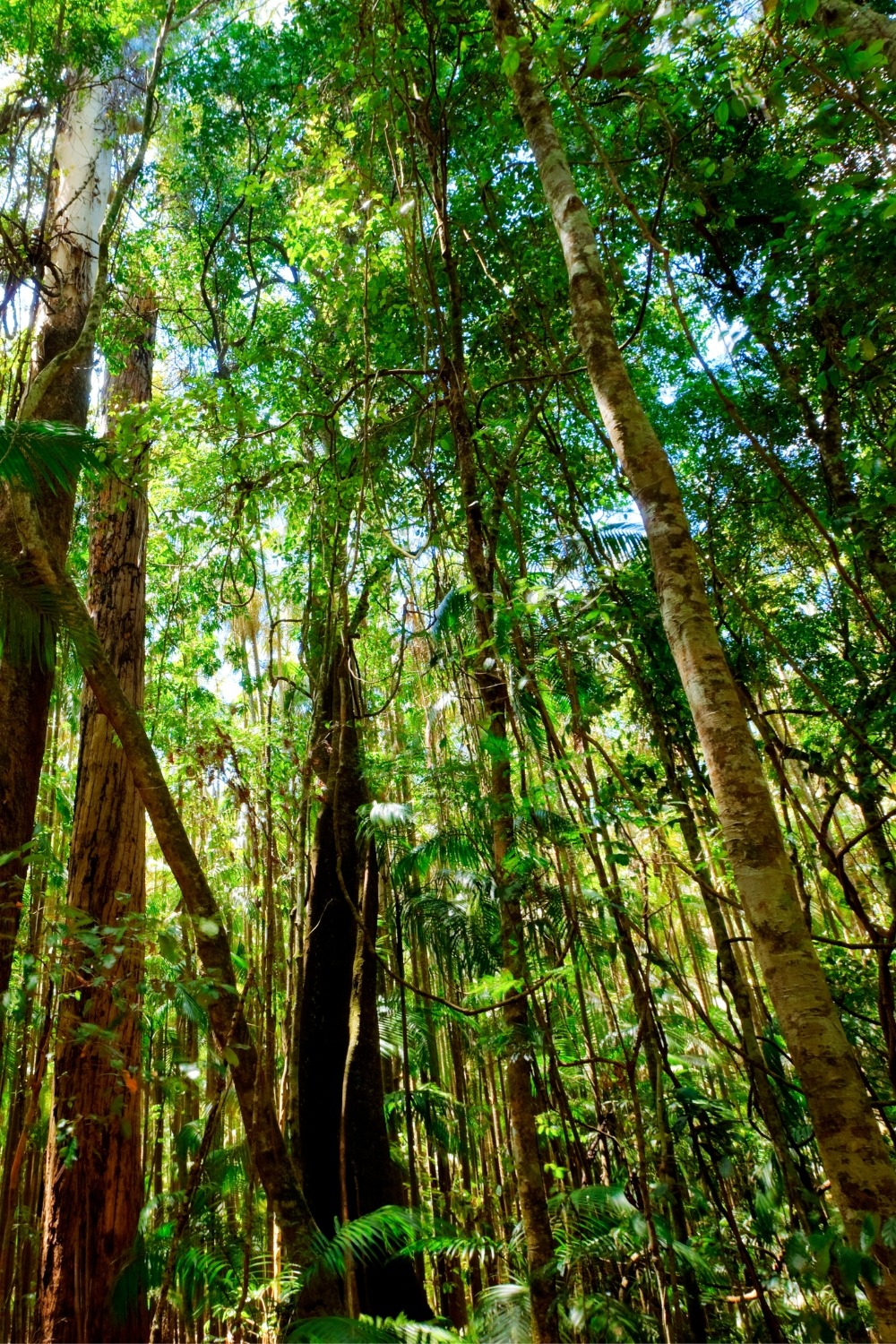 Was sind Epiphyten? Wilde Oase 💚