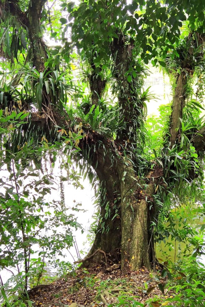 Was sind Epiphyten Tragbaum